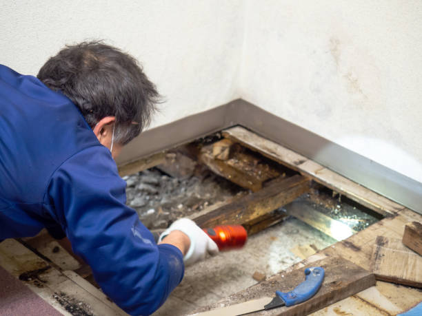 Best Attic Mold Removal  in Montague, CA