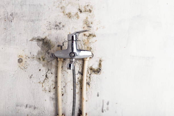 Best Commercial Mold Removal  in Montague, CA