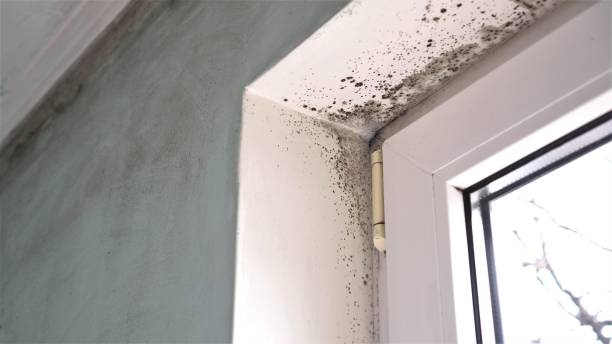 Best Mold Damage Repair  in Montague, CA