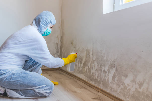 Mold Testing and Removal in Montague, CA