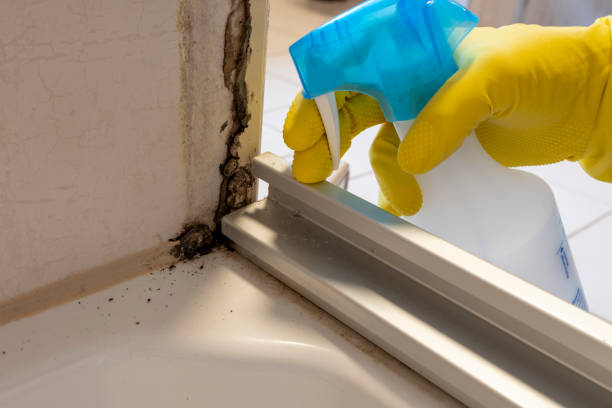 Best Mold Remediation  in Montague, CA