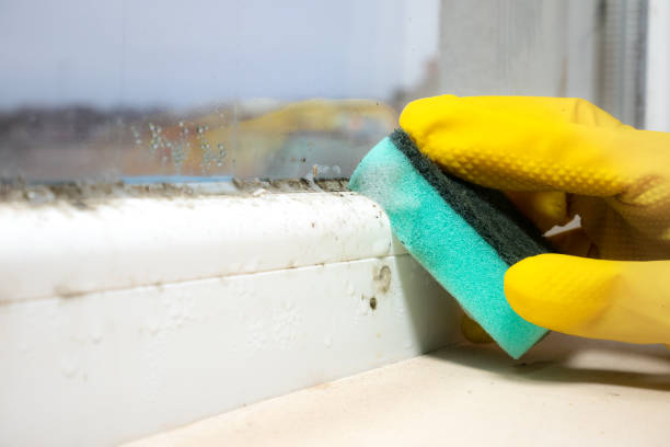 Best Mold Removal Company Near Me  in Montague, CA