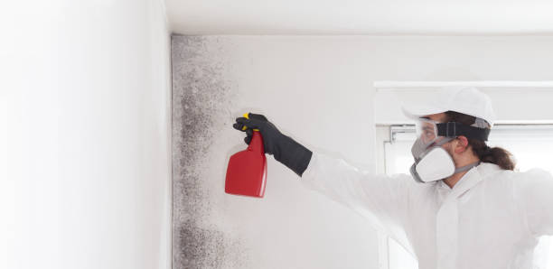 Attic Mold Removal in Montague, CA