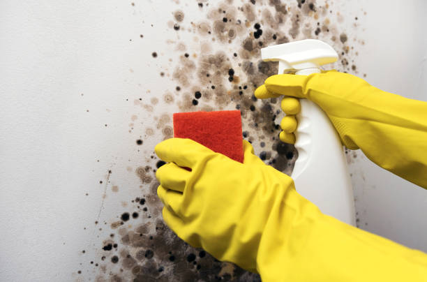 Best Mold Removal Company Near Me  in Montague, CA