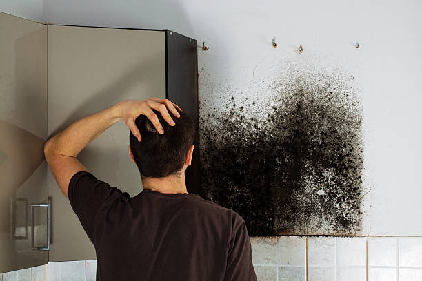 Best Mold Remediation Services  in Montague, CA