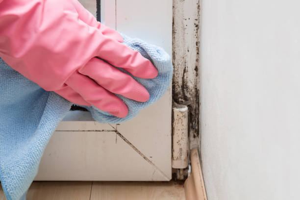 Best Fast Mold Removal  in Montague, CA