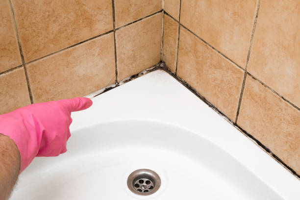 Best Office Mold Removal Services  in Montague, CA