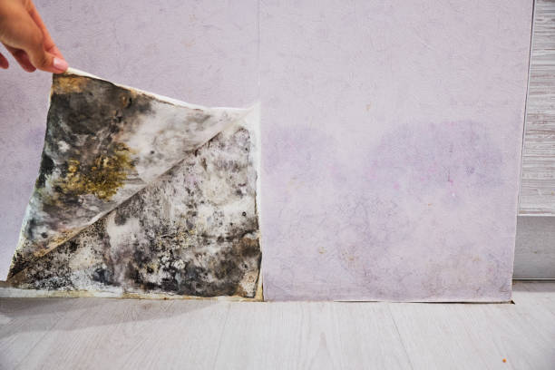 Best Mold Cleaning Services  in Montague, CA